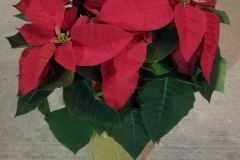 Poinsettias  Medium