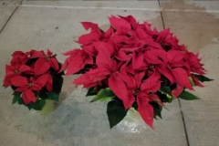 Poinsettias Mix