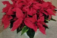 Poinsettias  Large