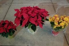 Poinsettias Mix