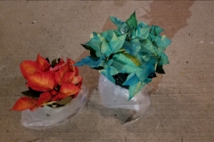 Painted Poinsettias