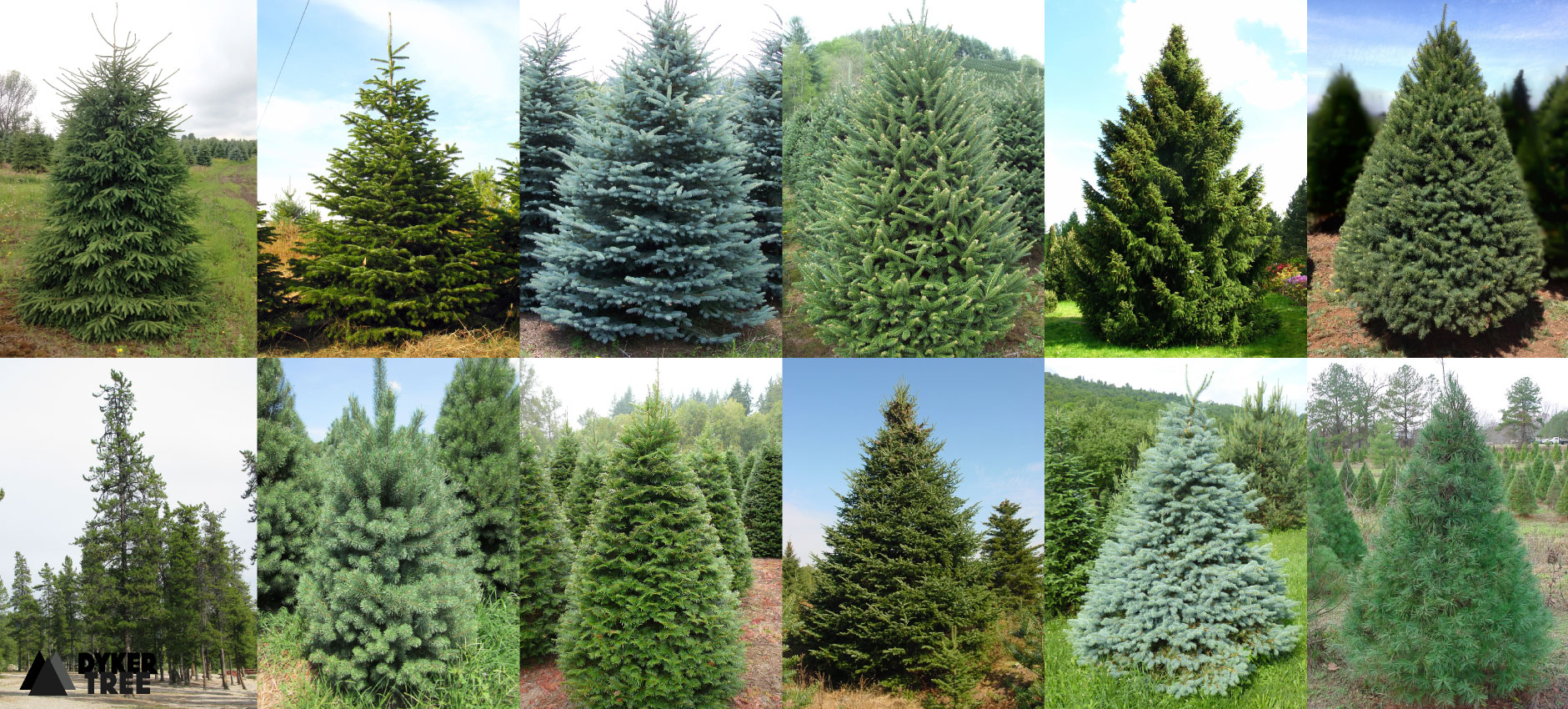 Dyker Tree Top 13 Christmas Trees